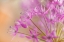 Picture of USA-WASHINGTON-SEABECK. CLOSE-UP OF ALLIUM BLOSSOMS.