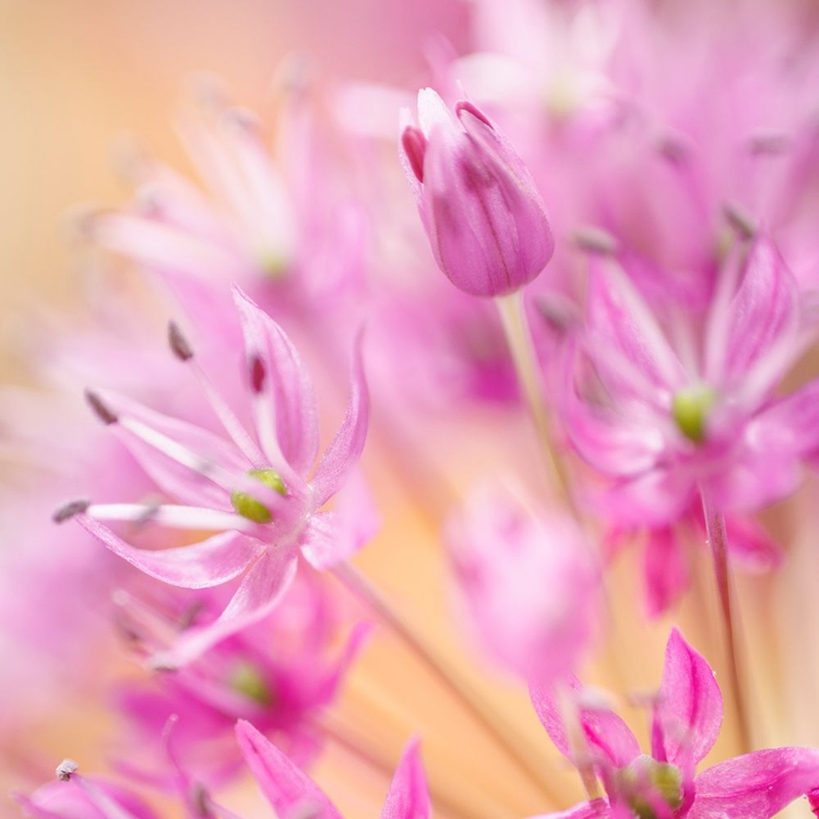 Picture of USA-WASHINGTON-SEABECK. CLOSE-UP OF ALLIUM BLOSSOMS.