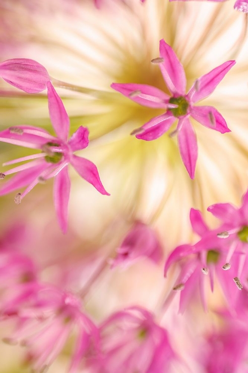 Picture of USA-WASHINGTON-SEABECK. CLOSE-UP OF ALLIUM BLOSSOMS.
