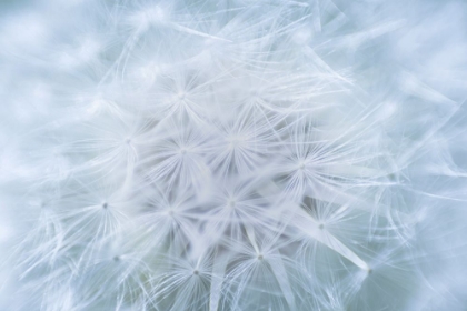 Picture of USA-WASHINGTON-SEABECK. DANDELION SEEDHEAD CLOSE-UP.