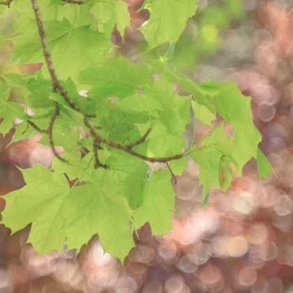 Picture of USA-WASHINGTON-SEABECK. MAPLE BRANCH AND SPRING LEAVES CLOSE-UP.