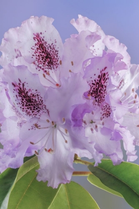 Picture of USA-WASHINGTON-SEABECK. RHODODENDRON BLOSSOMS CLOSE-UP.