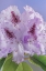 Picture of USA-WASHINGTON-SEABECK. RHODODENDRON BLOSSOMS CLOSE-UP.