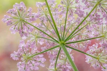 Picture of USA-WASHINGTON-SEABECK. REAR VIEW OF BROADLEAF SERMOUNTAIN BLOSSOMS.