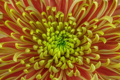 Picture of USA-WASHINGTON-SEABECK. CLOSE-UP OF CHRYSANTHEMUM BLOSSOM.