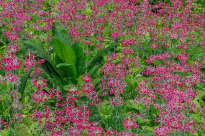 Picture of USA-WASHINGTON-BAINBRIDGE ISLAND. CANDELABRA PRIMROSE AND SKUNK CABBAGE SCENIC.