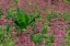 Picture of USA-WASHINGTON-BAINBRIDGE ISLAND. CANDELABRA PRIMROSE AND SKUNK CABBAGE SCENIC.