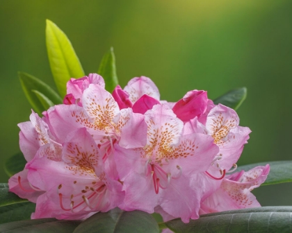 Picture of USA-WASHINGTON-SEABECK. PACIFIC RHODODENDRON FLOWERS CLOSE-UP.