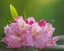 Picture of USA-WASHINGTON-SEABECK. PACIFIC RHODODENDRON FLOWERS CLOSE-UP.