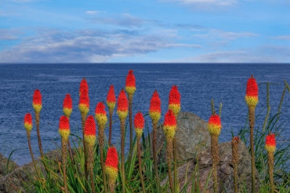 Picture of USA-WASHINGTON-POINT NO POINT COUNTY PARK. RED HOT POKERS PLANTS AND OCEAN.