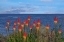 Picture of USA-WASHINGTON-POINT NO POINT COUNTY PARK. RED HOT POKERS PLANTS AND OCEAN.