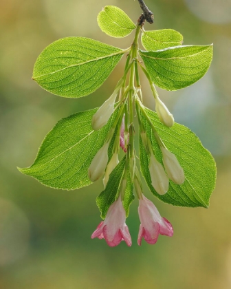 Picture of USA-WASHINGTON-SEABECK. CLOSE-UP OF WEIGELA BLOSSOMS AND LEAVES.