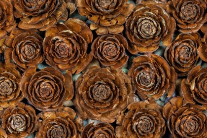 Picture of USA-WASHINGTON-SEABECK. CLOSE-UP OF DEODAR CEDAR CONE PATTERNS.