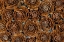 Picture of USA-WASHINGTON-SEABECK. CLOSE-UP OF DEODAR CEDAR CONE PATTERNS.