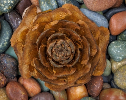 Picture of USA-WASHINGTON-SEABECK. CLOSE-UP OF DEODAR CEDAR CONE AND SMOOTH ROCKS.