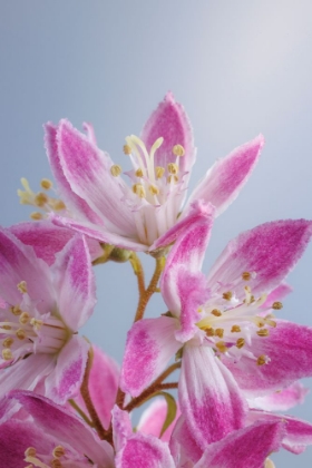 Picture of USA-WASHINGTON-SEABECK. CLOSE-UP OF DEUTZIA BLOSSOMS.