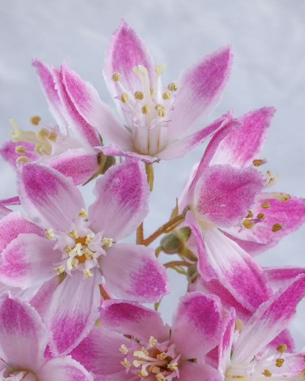 Picture of USA-WASHINGTON-SEABECK. CLOSE-UP OF DEUTZIA BLOSSOMS.