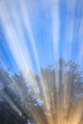 Picture of USA-WASHINGTON-SEABECK. MORNING SUN FILTERING THROUGH FOG.