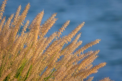 Picture of USA-WASHINGTON-SEABECK. ORNAMENTAL GRASSES AND BACKGROUND WATER.