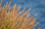 Picture of USA-WASHINGTON-SEABECK. ORNAMENTAL GRASSES AND BACKGROUND WATER.