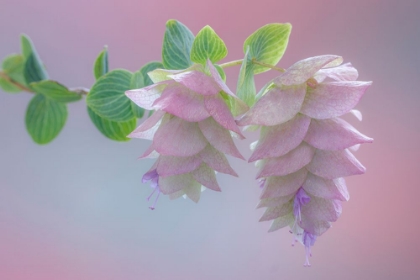 Picture of USA-WASHINGTON-SEABECK. ORNAMENTAL OREGANO BLOSSOMS CLOSE-UP.