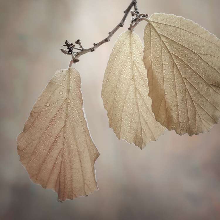 Picture of USA-WASHINGTON-SEABECK. CLOSE-UP OF HAZELNUT LEAVES.