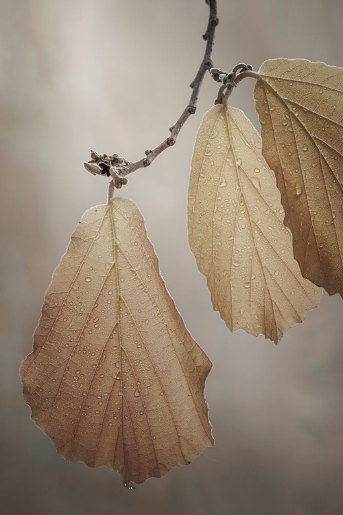 Picture of USA-WASHINGTON-SEABECK. CLOSE-UP OF HAZELNUT LEAVES.