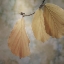 Picture of USA-WASHINGTON-SEABECK. CLOSE-UP OF HAZELNUT LEAVES.