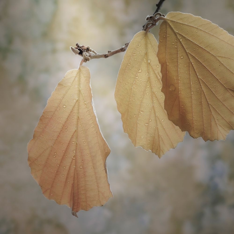 Picture of USA-WASHINGTON-SEABECK. CLOSE-UP OF HAZELNUT LEAVES.