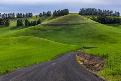 Picture of FILAN GRAVEL ROAD IN ROLLING HILLS OF WHEAT NEAR COLFAX-WASHINGTON STATE-USA