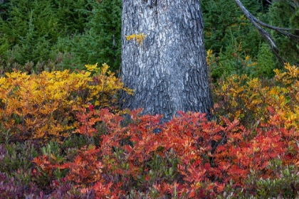 Picture of HUCKLEBERRY AND MOUNTAIN ASH IN AUTUMN UNDER DOUGLAS FIR IN MOUNT RAINIER NP-WASHINGTON STATE-USA