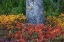 Picture of HUCKLEBERRY AND MOUNTAIN ASH IN AUTUMN UNDER DOUGLAS FIR IN MOUNT RAINIER NP-WASHINGTON STATE-USA