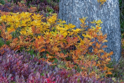 Picture of HUCKLEBERRY AND MOUNTAIN ASH IN AUTUMN UNDER DOUGLAS FIR IN MOUNT RAINIER NP-WASHINGTON STATE-USA