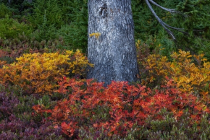 Picture of HUCKLEBERRY AND MOUNTAIN ASH IN AUTUMN UNDER DOUGLAS FIR IN MOUNT RAINIER NP-WASHINGTON STATE-USA