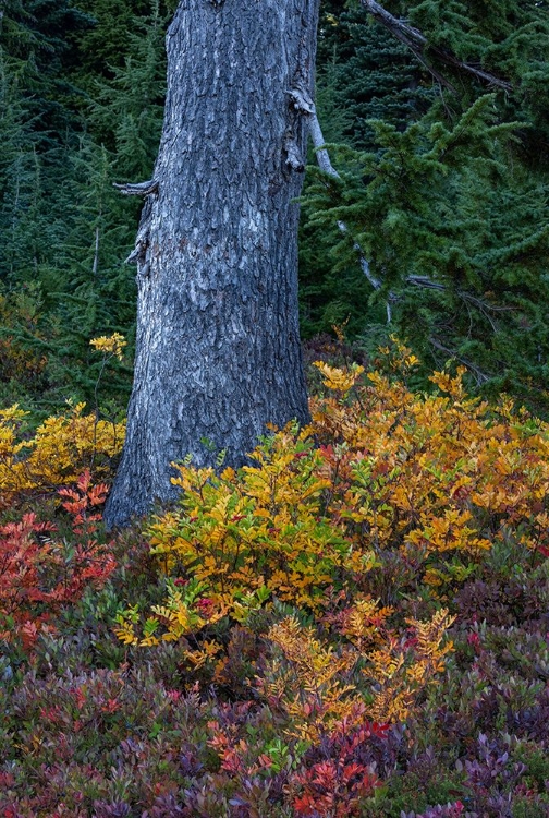 Picture of HUCKLEBERRY AND MOUNTAIN ASH IN AUTUMN UNDER DOUGLAS FIR IN MOUNT RAINIER NP-WASHINGTON STATE-USA