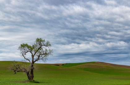 Picture of LONE TREE IN LENTIL FIELD NEAR STEPTOE-WASHINGTON STATE-USA