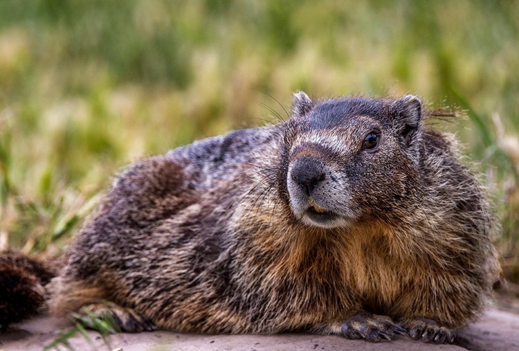 Picture of MARMOT AT PALOUSE FALLS STATE PARK IN WASHINGTON STATE-USA