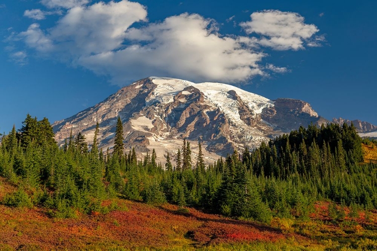 Picture of AUTUMN COLOR AT PARADISE MEADOWS IN MOUNT RAINIER NATIONAL PARK-WASHINGTON STATE-USA