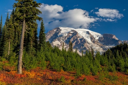 Picture of AUTUMN COLOR AT PARADISE MEADOWS IN MOUNT RAINIER NATIONAL PARK-WASHINGTON STATE-USA