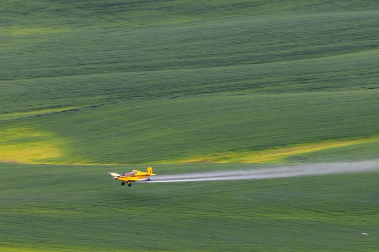 Picture of CROP DUSTER APPLYING CHEMICALS ON WHEAT FIELDS NEAR COLFAX-WASHINGTON STATE-USA