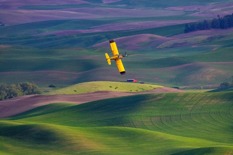 Picture of CROP DUSTER APPLYING CHEMICALS ON WHEAT FIELDS NEAR COLFAX-WASHINGTON STATE-USA