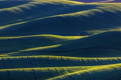 Picture of ROLLING HILLS OF WHEAT FROM STEPTOE BUTTE NEAR COLFAX-WASHINGTON STATE-USA