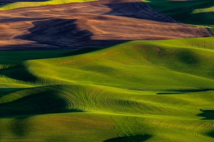 Picture of ROLLING HILLS OF WHEAT FROM STEPTOE BUTTE NEAR COLFAX-WASHINGTON STATE-USA