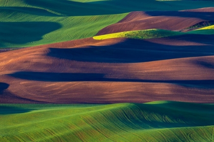 Picture of ROLLING HILLS OF WHEAT FROM STEPTOE BUTTE NEAR COLFAX-WASHINGTON STATE-USA