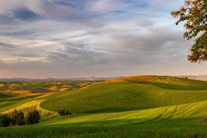 Picture of ROLLING HILLS OF WHEAT FROM STEPTOE BUTTE NEAR COLFAX-WASHINGTON STATE-USA