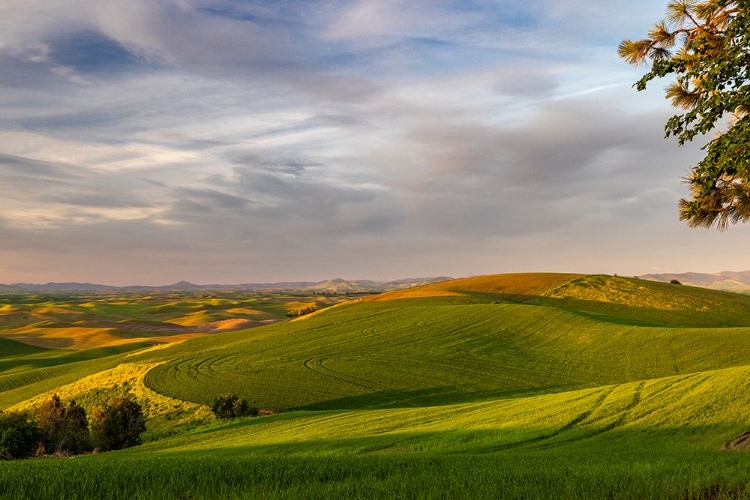 Picture of ROLLING HILLS OF WHEAT FROM STEPTOE BUTTE NEAR COLFAX-WASHINGTON STATE-USA