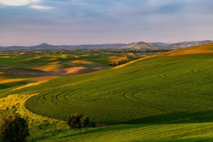 Picture of ROLLING HILLS OF WHEAT FROM STEPTOE BUTTE NEAR COLFAX-WASHINGTON STATE-USA