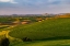 Picture of ROLLING HILLS OF WHEAT FROM STEPTOE BUTTE NEAR COLFAX-WASHINGTON STATE-USA