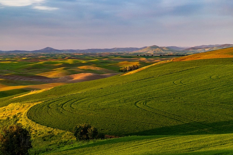 Picture of ROLLING HILLS OF WHEAT FROM STEPTOE BUTTE NEAR COLFAX-WASHINGTON STATE-USA