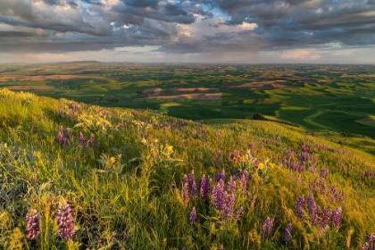 Picture of LUPINE WILDFLOWERS FROM STEPTOE BUTTE NEAR COLFAX-WASHINGTON STATE-USA